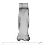 NH MER30 29 Gorilla gorilla gorilla hand phalanx third proximal right palmar