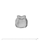 NH MER30 29 Gorilla gorilla gorilla hand phalanx third proximal right proximal