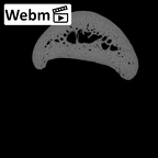 NH MER30 29 Gorilla gorilla gorilla hand phalanx third proximal right ct stack movie