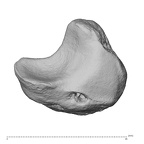 NH MER30 29 Gorilla gorilla gorilla lunate left distoulnar