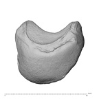 NH MER30 29 Gorilla gorilla gorilla lunate left proximoradial