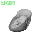 NH MER30 29 Gorilla gorilla gorilla lunate left ply