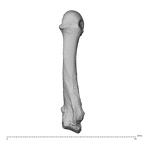 NH MER30 29 Gorilla gorilla gorilla metacarpal fifth right dorsal