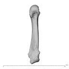 NH MER30 29 Gorilla gorilla gorilla metacarpal fifth right palmar