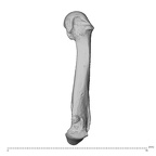 NH MER30 29 Gorilla gorilla gorilla metacarpal fifth right radial