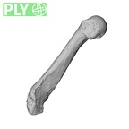 NH MER30 29 Gorilla gorilla gorilla metacarpal fifth right ply
