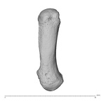 NH MER30 29 Gorilla gorilla gorilla metacarpal first right dorsal