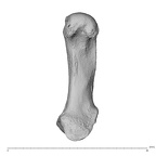 NH MER30 29 Gorilla gorilla gorilla metacarpal first right palmar