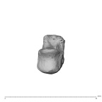 NH MER30 29 Gorilla gorilla gorilla metacarpal first right proximal