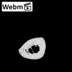 NH MER30 29 Gorilla gorilla gorilla metacarpal first right ct stack movie