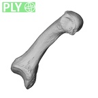 NH MER30 29 Gorilla gorilla gorilla metacarpal first right ply