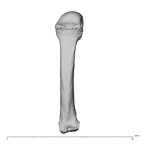 NH MER30 29 Gorilla gorilla gorilla metacarpal fourth right dorsal