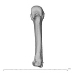 NH MER30 29 Gorilla gorilla gorilla metacarpal fourth right palmar