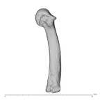 NH MER30 29 Gorilla gorilla gorilla metacarpal fourth right radial