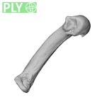 NH MER30 29 Gorilla gorilla gorilla metacarpal fourth right ply