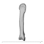 NH MER30 29 Gorilla gorilla gorilla metacarpal second right dorsal