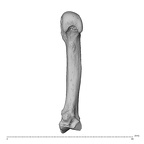 NH MER30 29 Gorilla gorilla gorilla metacarpal second right palmar