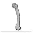 NH MER30 29 Gorilla gorilla gorilla metacarpal second right radial