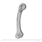 NH MER30 29 Gorilla gorilla gorilla metacarpal second right ulnar