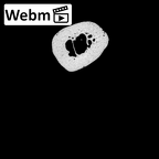NH MER30 29 Gorilla gorilla gorilla metacarpal second right ct stack movie