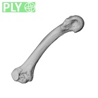 NH MER30 29 Gorilla gorilla gorilla metacarpal second right ply