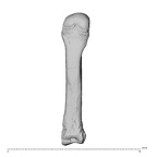 PC MERI 29 Gorilla gorilla gorilla metacarpal third right dorsal