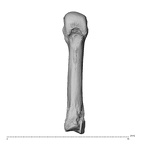 PC MERI 29 Gorilla gorilla gorilla metacarpal third right palmar