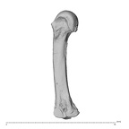 PC MERI 29 Gorilla gorilla gorilla metacarpal third right ulnar