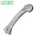 PC MERI 29 Gorilla gorilla gorilla metacarpal third right ply