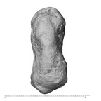 NH MER30 29 Gorilla gorilla gorilla pisiform left ulnar