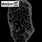 NH MER30 29 Gorilla gorilla gorilla pisiform left ct stack movie