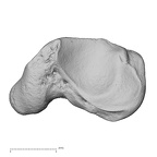 NH MER30 29 Gorilla gorilla gorilla scaphoid left distal