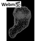 NH MER30 29 Gorilla gorilla gorilla scaphoid left ct stack movie