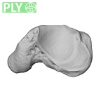 NH MER30 29 Gorilla gorilla gorilla scaphoid left ply