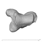NH MER30 29 Gorilla gorilla gorilla trapezium left distal
