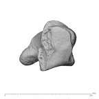 NH MER30 29 Gorilla gorilla gorilla trapezium left proximoulnar