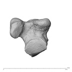 NH MER30 29 Gorilla gorilla gorilla trapezium left radial