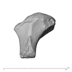 NH MER30 29 Gorilla gorilla gorilla trapezoid left distal