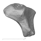 NH MER30 29 Gorilla gorilla gorilla trapezoid left proximal
