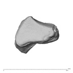 NH MER30 29 Gorilla gorilla gorilla trapezoid left radial