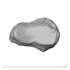 NH MER30 29 Gorilla gorilla gorilla trapezoid left ulnar