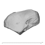 NH MER30 29 Gorilla gorilla gorilla triquetrum left radial