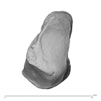 NH MER30 29 Gorilla gorilla gorilla triquetrum left ulnar