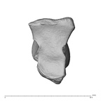 NH MER32 300 Gorilla gorilla gorilla capitate right distal