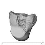 NH MER32 300 Gorilla gorilla gorilla capitate right ulnar
