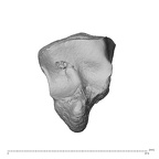 NH MER32 300 Gorilla gorilla gorilla hamate right distal