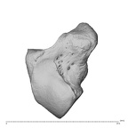 NH MER32 300 Gorilla gorilla gorilla hamate right proximal