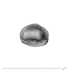 NH MER32 300 Gorilla gorilla gorilla hand phalanx fifth middle right distal