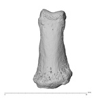 NH MER32 300 Gorilla gorilla gorilla hand phalanx fifth middle right dorsal