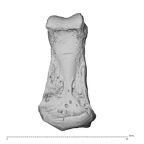 NH MER32 300 Gorilla gorilla gorilla hand phalanx fifth middle right palmar